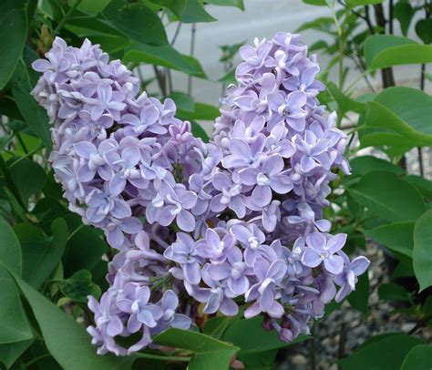 President Grevy Blue French Lilac ( syringa ) - Live Plant - Quart Pot by Newlifenurserydotnet ...