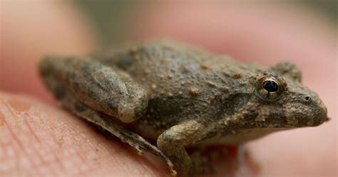 Critter of the Week: Blanchard’s cricket frog