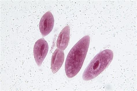 Paramecium In Fission Stock Photo - Download Image Now - iStock