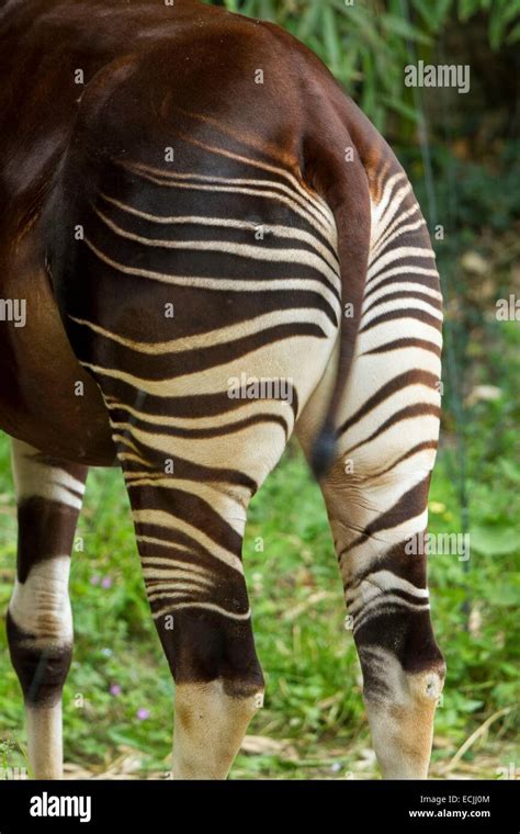 France, Mainet Loire, Doue La Fontaine zoo, okapi (Okapia johnstoni), stripes Stock Photo - Alamy