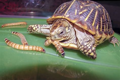 Baby Turtle Eating Flower