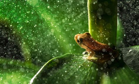 HD wallpaper: Forest Frog Rain, brown toad, Animals, Reptiles and Frogs ...