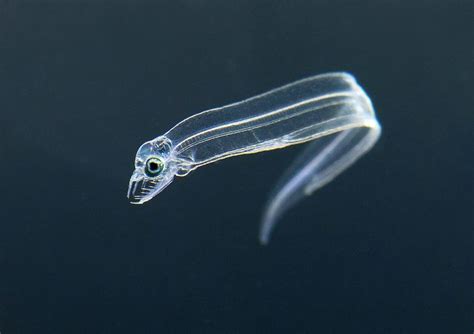 Baby Moray Eels are a Worldwide First - ZooBorns