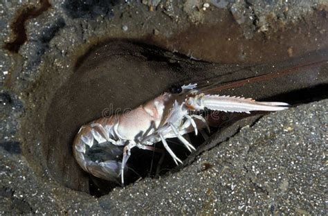 Norway Lobster stock photo. Image of nephrops, adult - 171230428