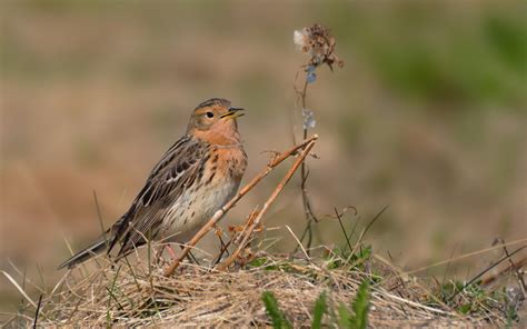 Red-throated Pipit | Audubon Field Guide