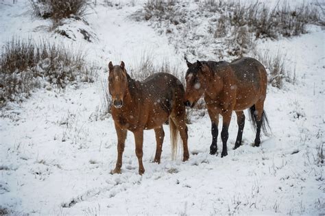 Brumbies numbers to drop to 3,000 in Snowy Mountains | CW