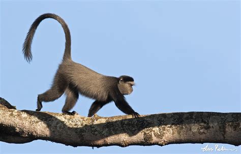 Blue Monkey | Mammals in Africa | Mammals | Gallery | My World of Bird ...