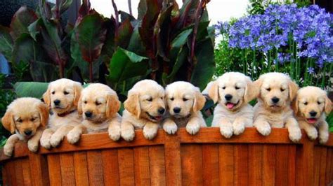 Golden Retriever Litter Size - Annie Many