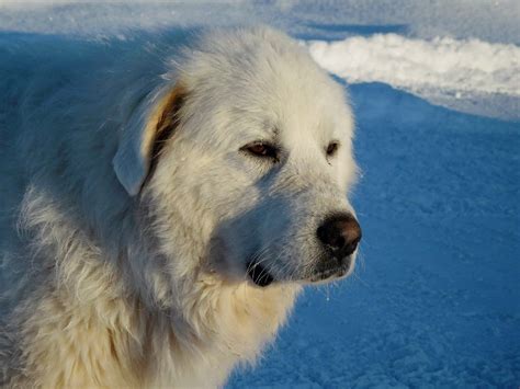 7 Dogs That Look Like Polar Bears | The Dog People by Rover.com White ...