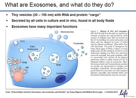 Commercialization of Exosomes | Exosome RNA