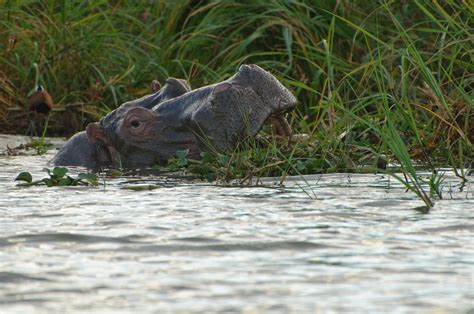 Mozambique: Vibes of a Caribbean Island complimented by African Wildlife!