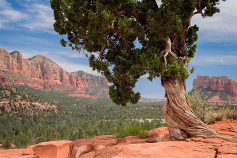 25 of the most amazing trees in the world | CN Traveller