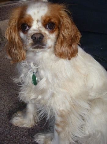 English Toy Cocker Spaniel Dog Breed Information and Pictures