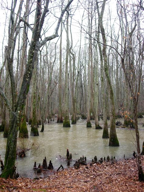 putative ivory-billed woodpecker habitat, Cache River near… | Flickr