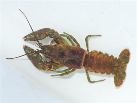 Maryland Biodiversity Project - Rusty Crayfish (Faxonius rusticus)