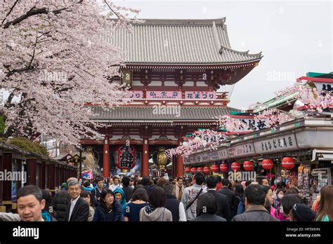 Cherry blossom festival in Asakusa-jinja temple in Asakusa, Tokyo ...