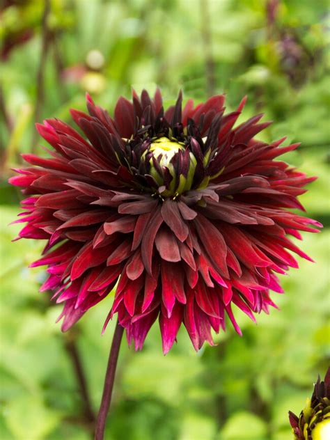 The Black Dahlia Flower | Best Flower Site