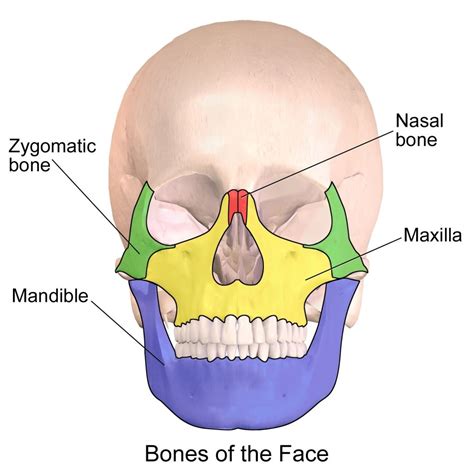 Picture Of The Skull - ClipArt Best