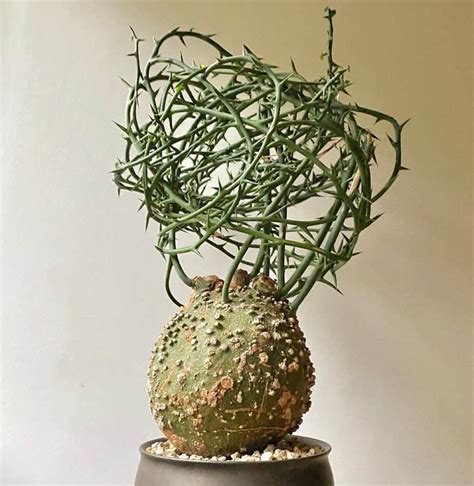 The Bizarre Adenia globosa: Nature's Strangest Plant? | Succulent Alley