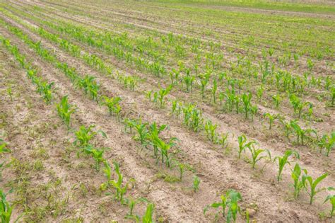 Rows of Corn Plants Growing in the Field Stock Photo - Image of farmland, cultivation: 48890790