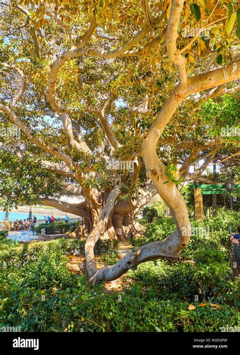 Ombu tree hi-res stock photography and images - Alamy