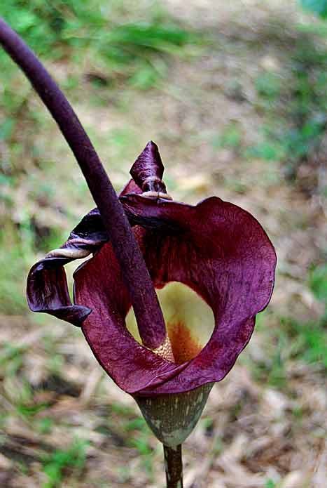 Elephant Yam or Pongapong flower