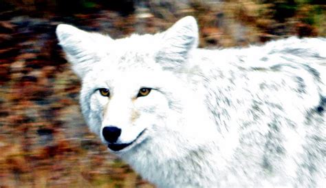 White Wolf : White-y coyote: Newfoundland animal profiled in National ...