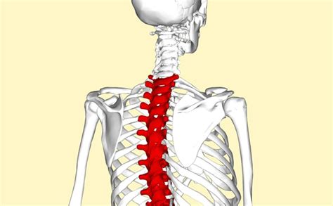 T1 - T8 Vertebrae Spinal Cord Injury | SpinalCord.com