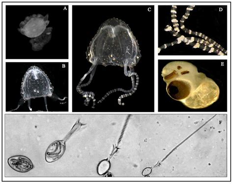 Stages Of Nematocyst Discharge : Basic Types Of Nematocyst Intact And ...