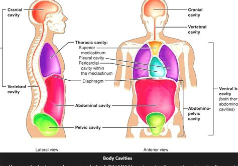 Major Cavities Of The Body - cloudshareinfo