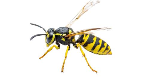 Most Common Types of Wasps (And How to Identify Them)