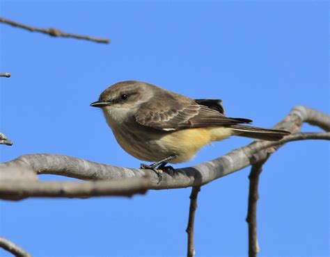 Vermilion Flycatcher | Audubon Field Guide