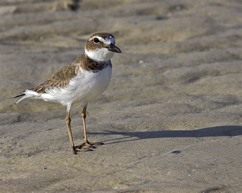 Scott Evers Photography: Small Shore Birds