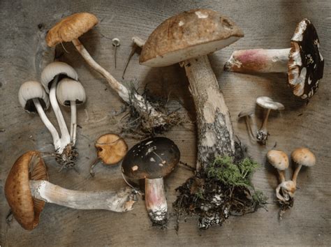 Are Backyard Mushrooms Poisonous? (What You Should Know)