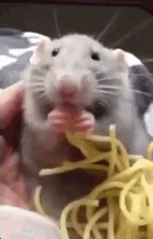 Rat GIFs | Tenor