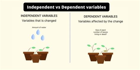 Difference Between Independent and Dependent variables - Biology Notes Online