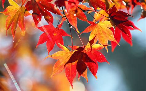 Fondos de pantalla Otoño de hojas rojas, paisaje de la naturaleza ...