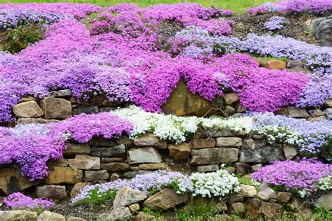 Landscaping With Colorful Creeping Phlox. | Landscaping with rocks ...