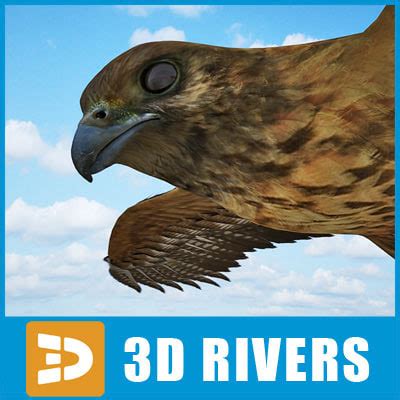 buzzard birds 3d model