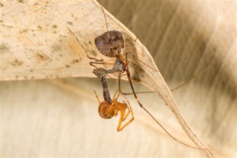 These ‘assassin’ spiders impale other spiders and watch them die