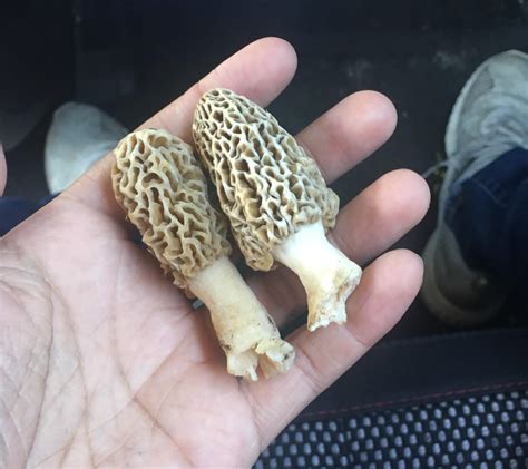 My first year mushroom hunting with no luck so far I find these in my ...