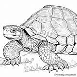 Tortoise Coloring Pages  Free & Printable sketch template