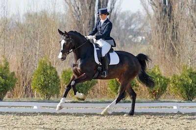 10 Best Horse Breeds For Dressage (With Pictures And Pricing)