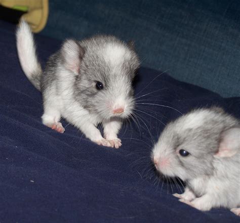 Baby Chinchillas by JessicaEdwards on DeviantArt