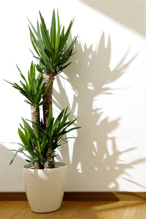 These 30 Indoor Plants Are Almost Impossible to Kill | House plants ...