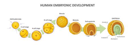 Morula Diagram