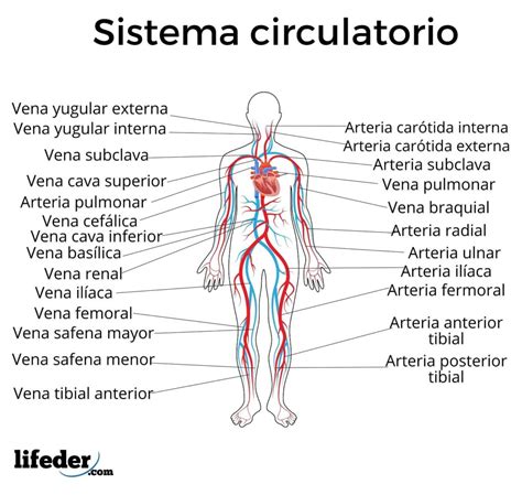 Diagrama Del Sistema Circulatorio Sistema Circulatorio Dibujo Del | The ...