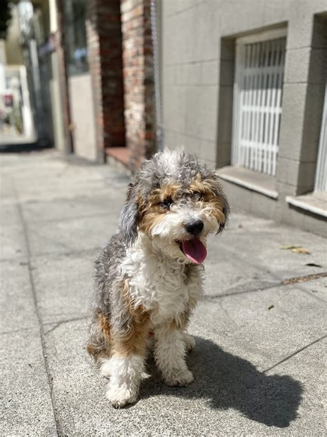 Poodle Australian Shepherd Mix Puppy