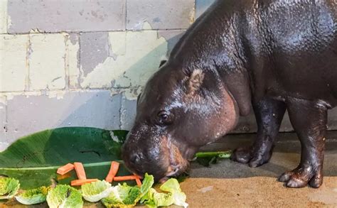 Pygmy hippo conservation | ZSL