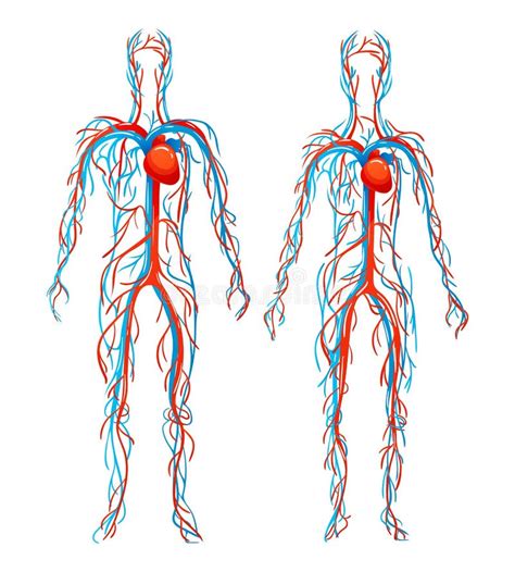 Anatomical Structure Human Bodies. Blood Vessels with Arteries, Veins. Stock Vector ...